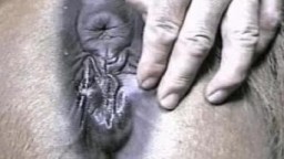 Возбужденный русский зоофил ебет лошадку в письку и наполняет спермой