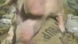 Грязный кабанчик трахает в письку провинциалку зоо секс со свиньей
