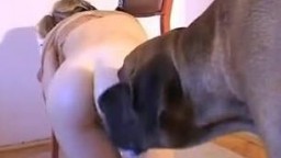 Молоденькая зоофилка размяла попку на собачьем члене зоо видео анальное