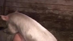 Возбужденная свинья дрючит похотливую зоофилку во влажную пизду зоопорно видео онлайн