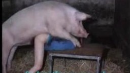 Свинья с возбужденным хуем насаживает на кукан развратного гомосек порно зоо секс со свиньей