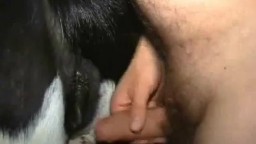Animal sex раздетый мужичок пердолит коня в письку зоо порево частное