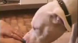 Блондинка классно отсосала у собаки в приватном зоо порно видео