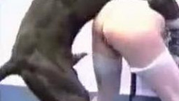 Большой собакен ебе худышку